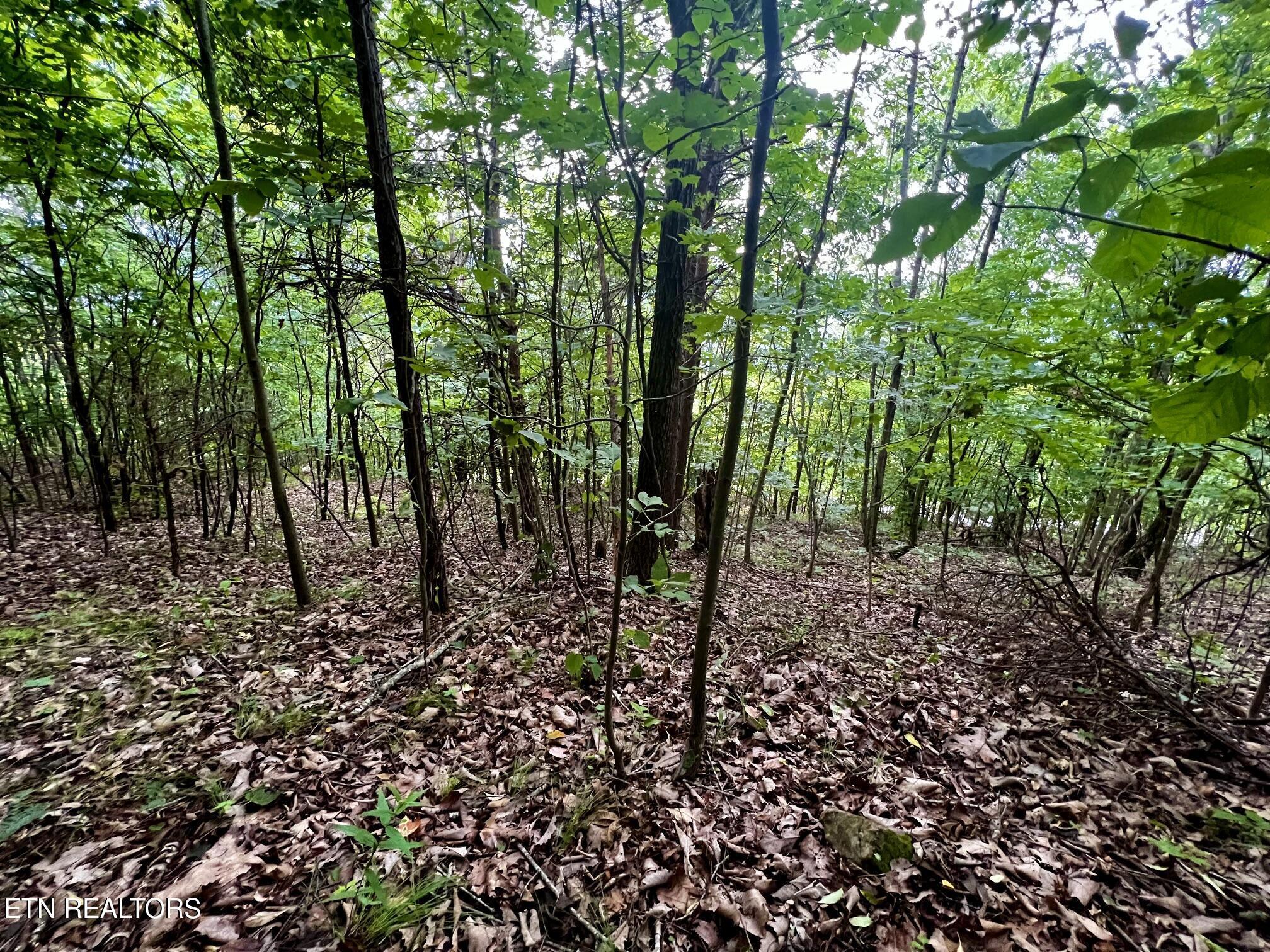Norris Lake Real Estate - Image# 19