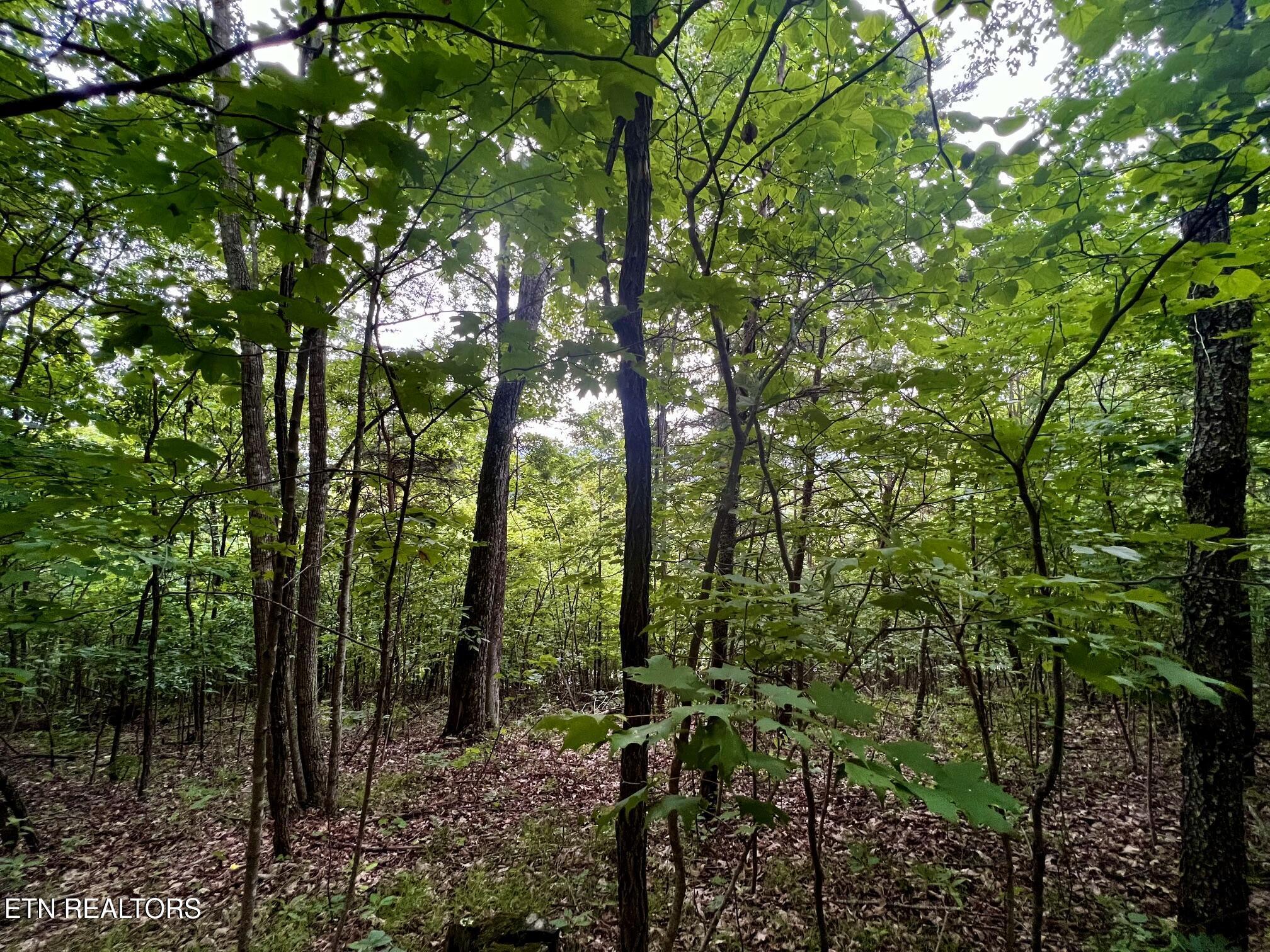 Norris Lake Real Estate - Image# 20