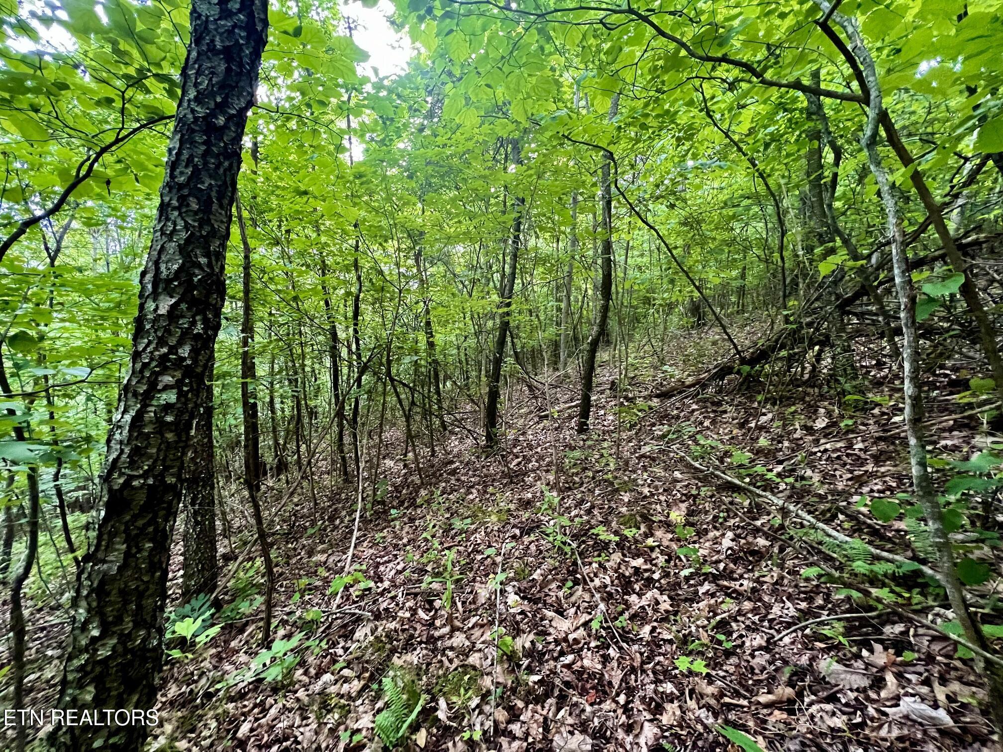 Norris Lake Real Estate - Image# 21