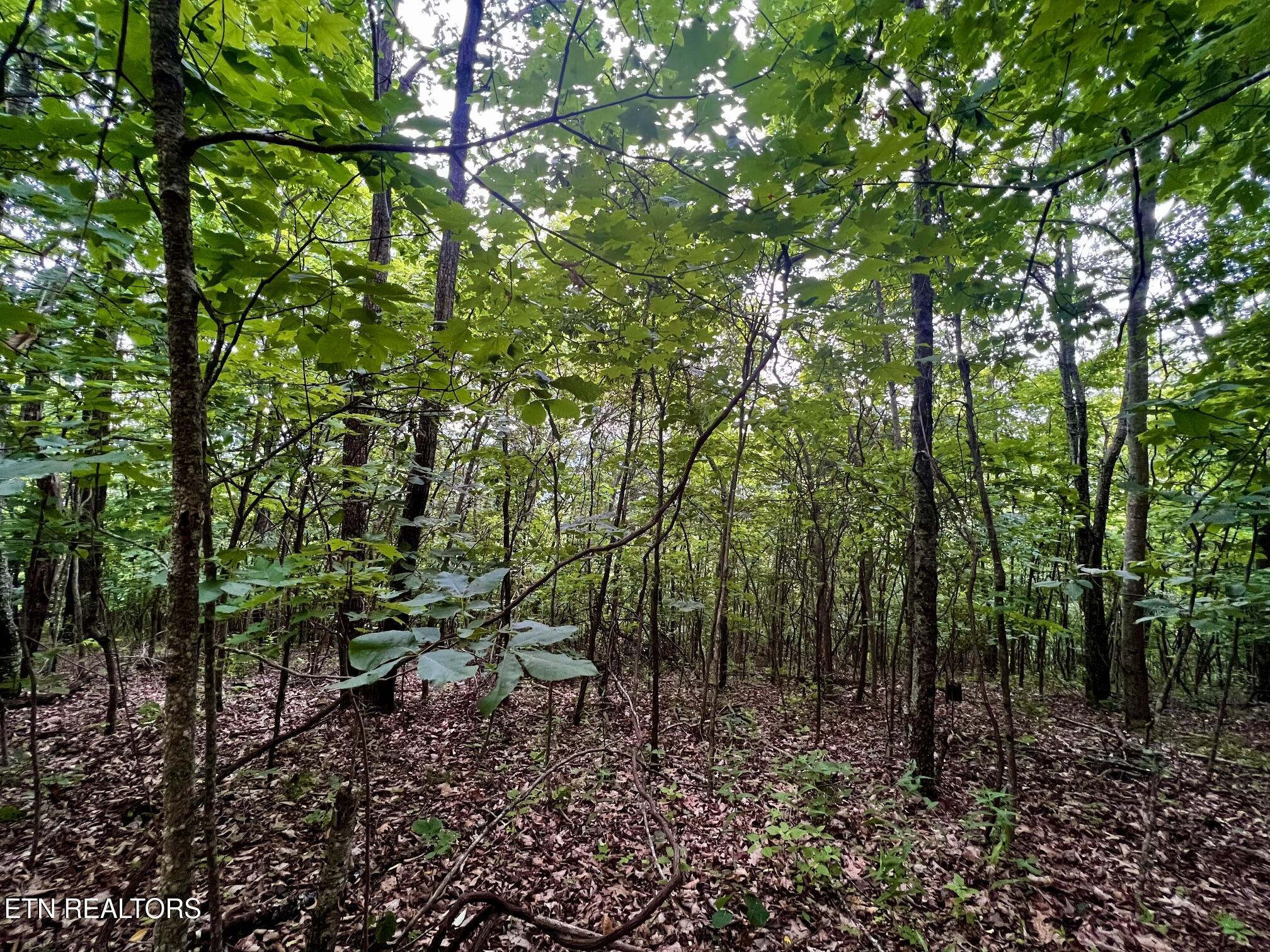 Norris Lake Real Estate - Image# 22