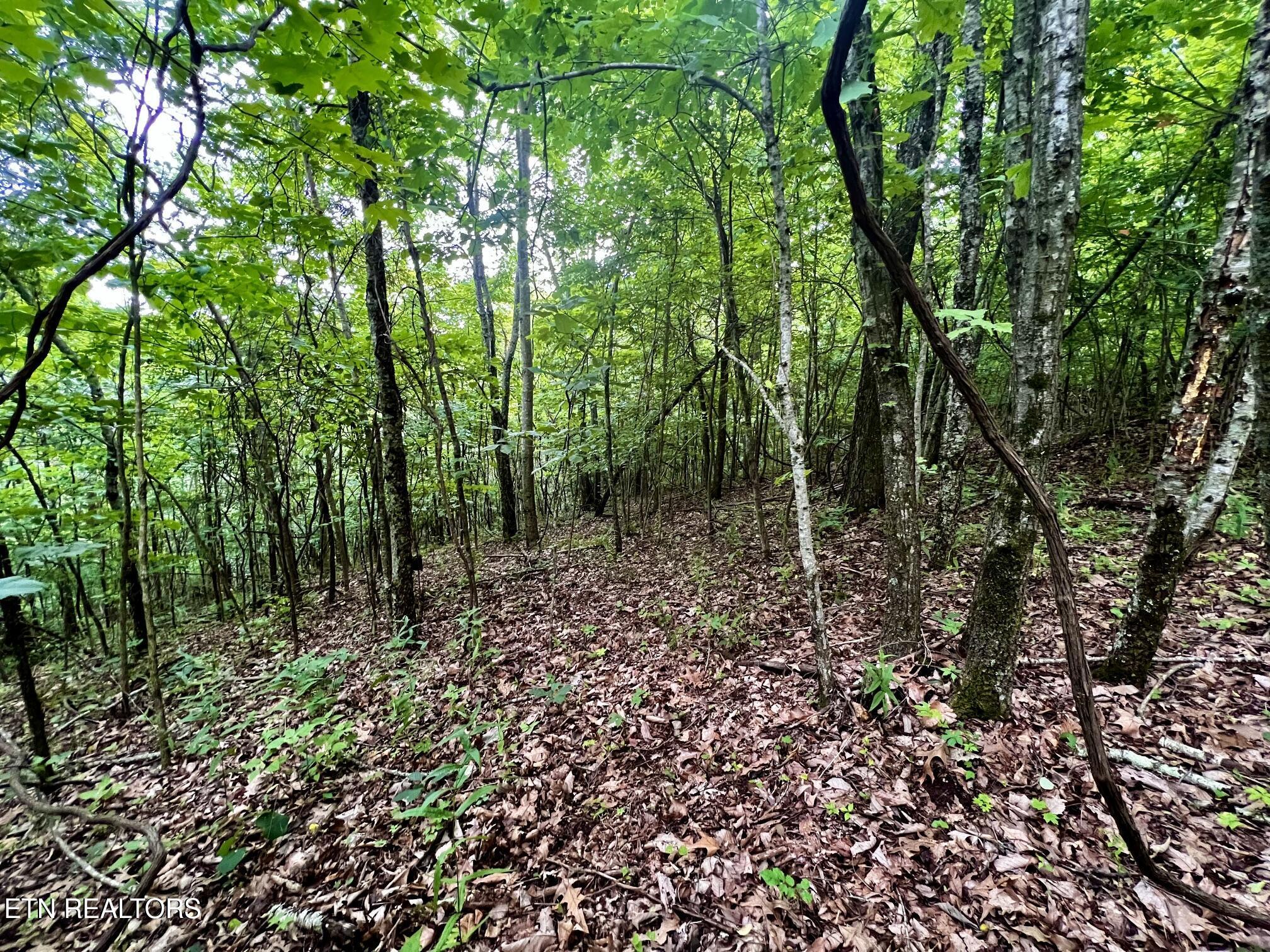 Norris Lake Real Estate - Image# 23