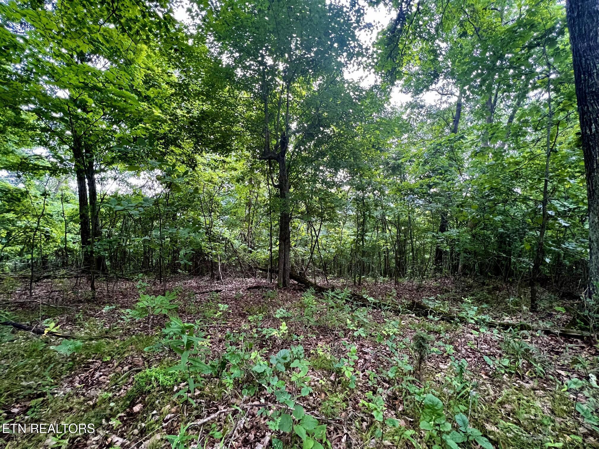Norris Lake Real Estate - Image# 24