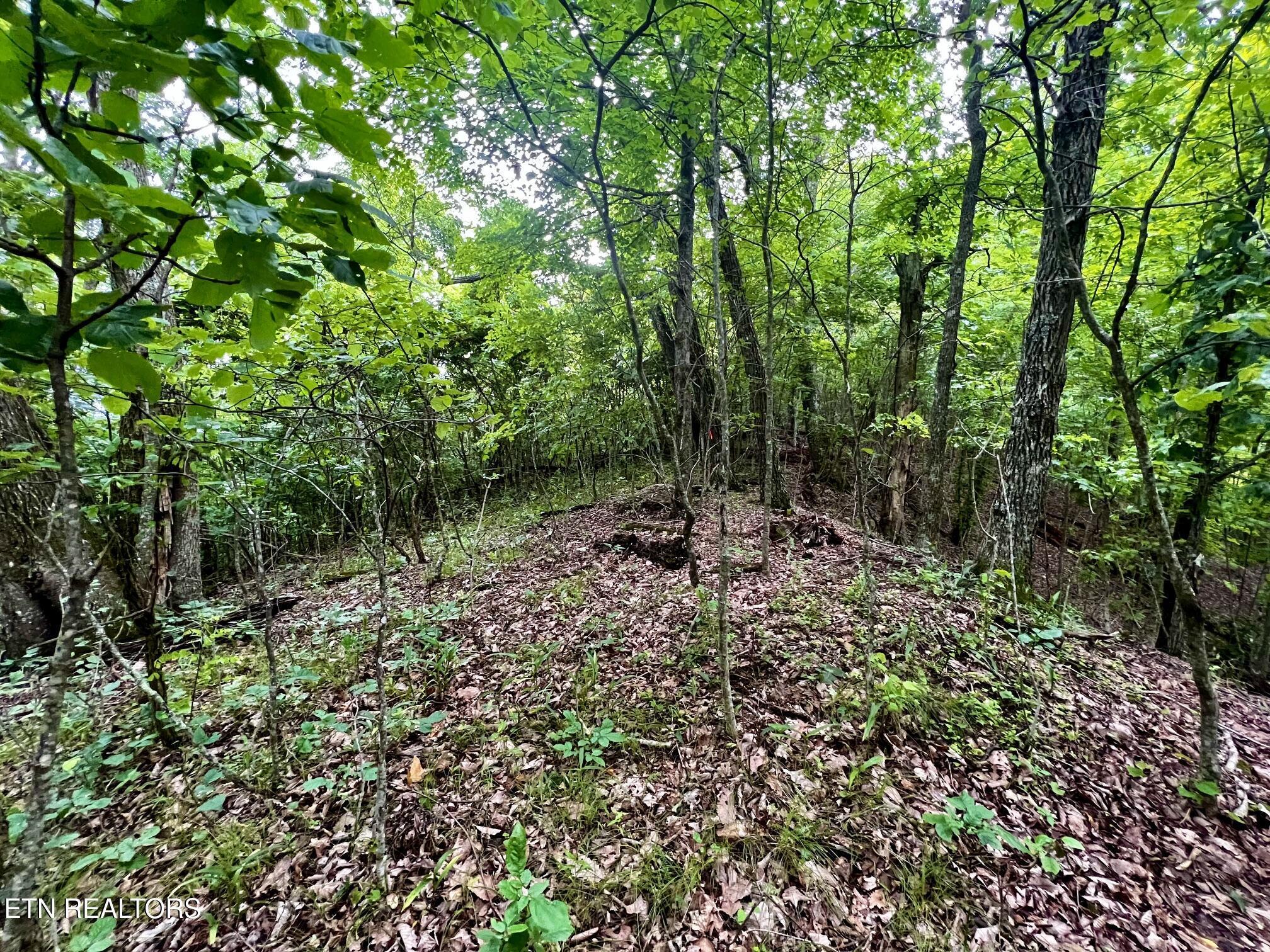 Norris Lake Real Estate - Image# 25