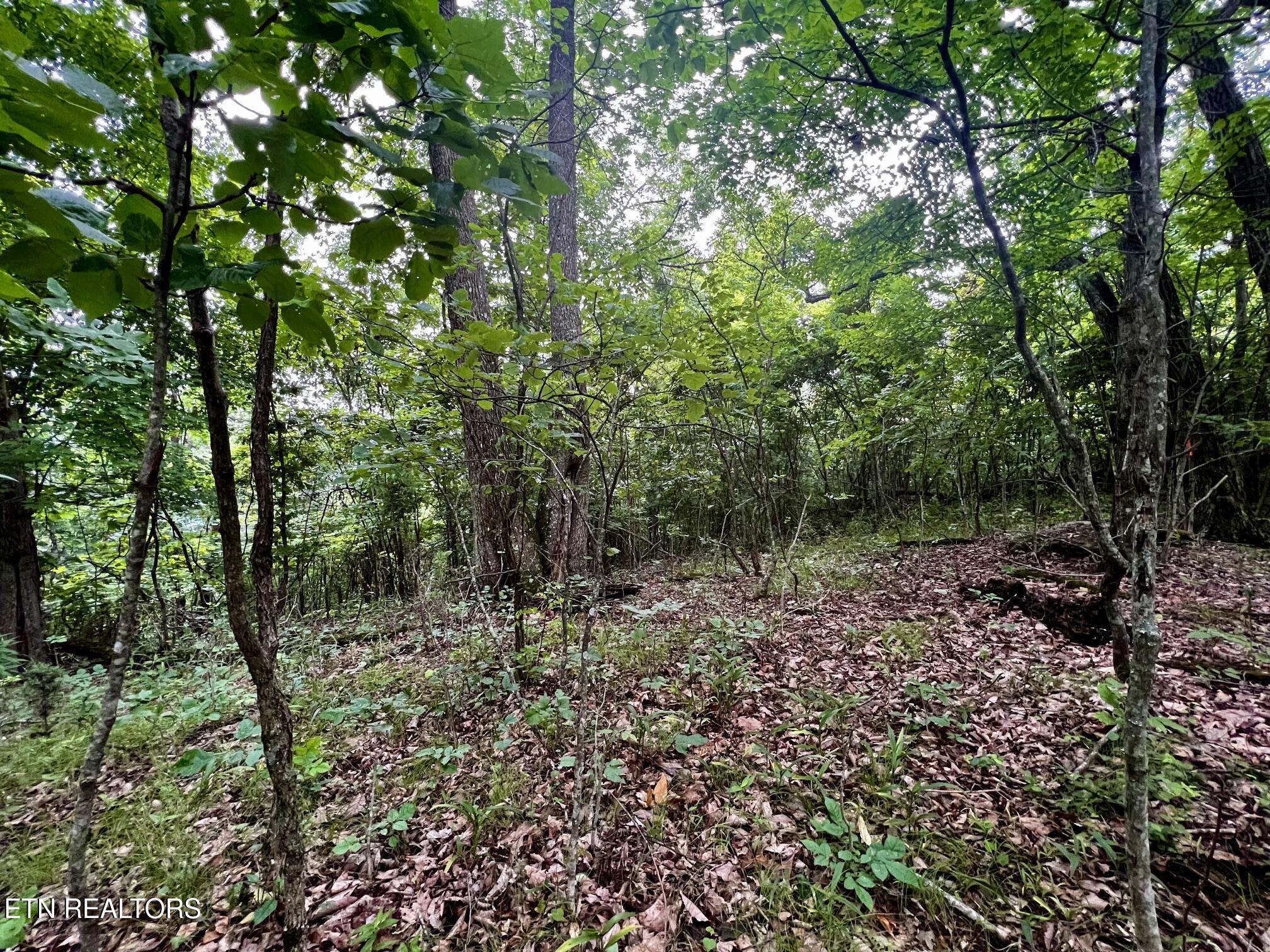 Norris Lake Real Estate - Image# 26