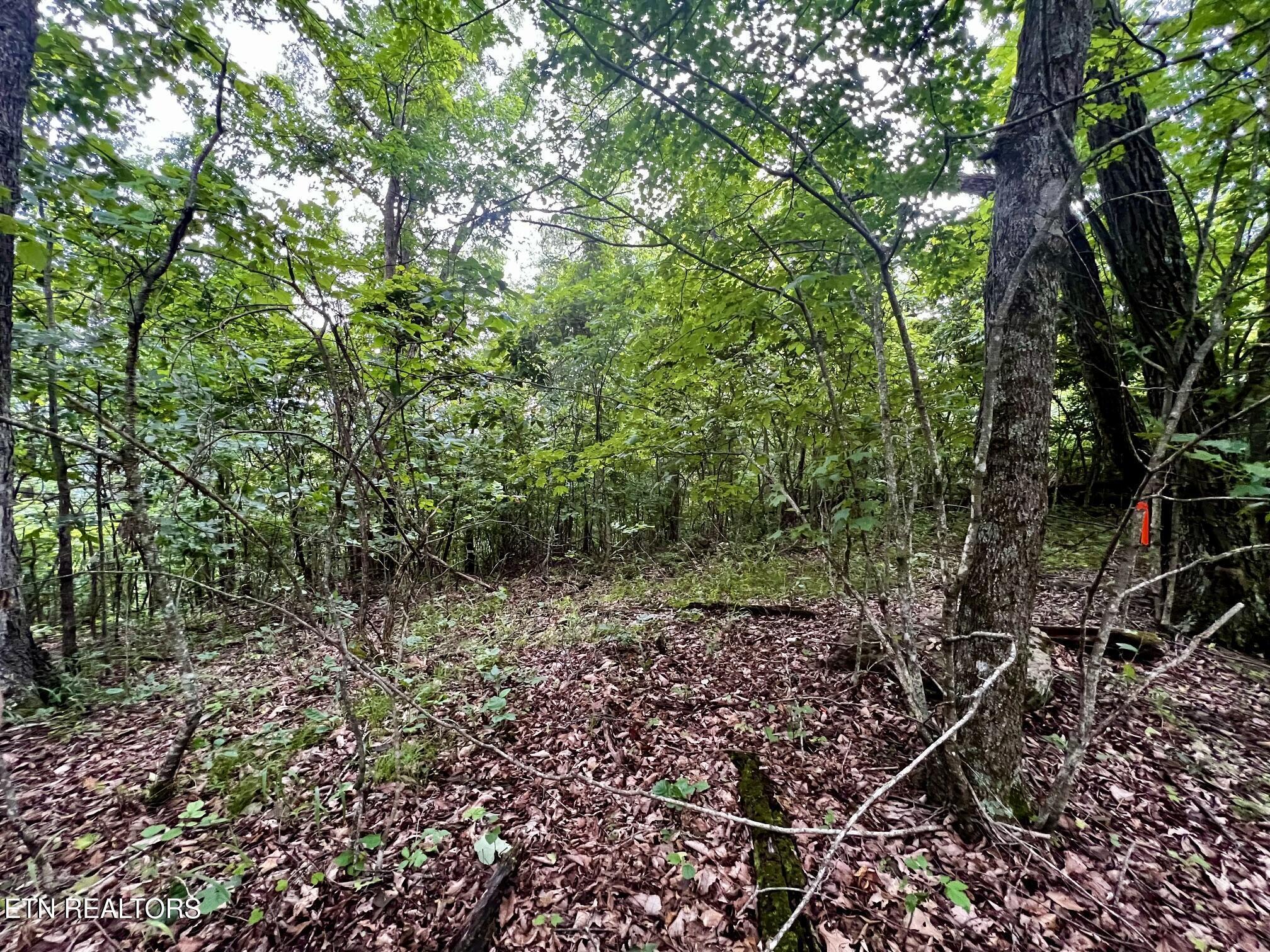 Norris Lake Real Estate - Image# 27
