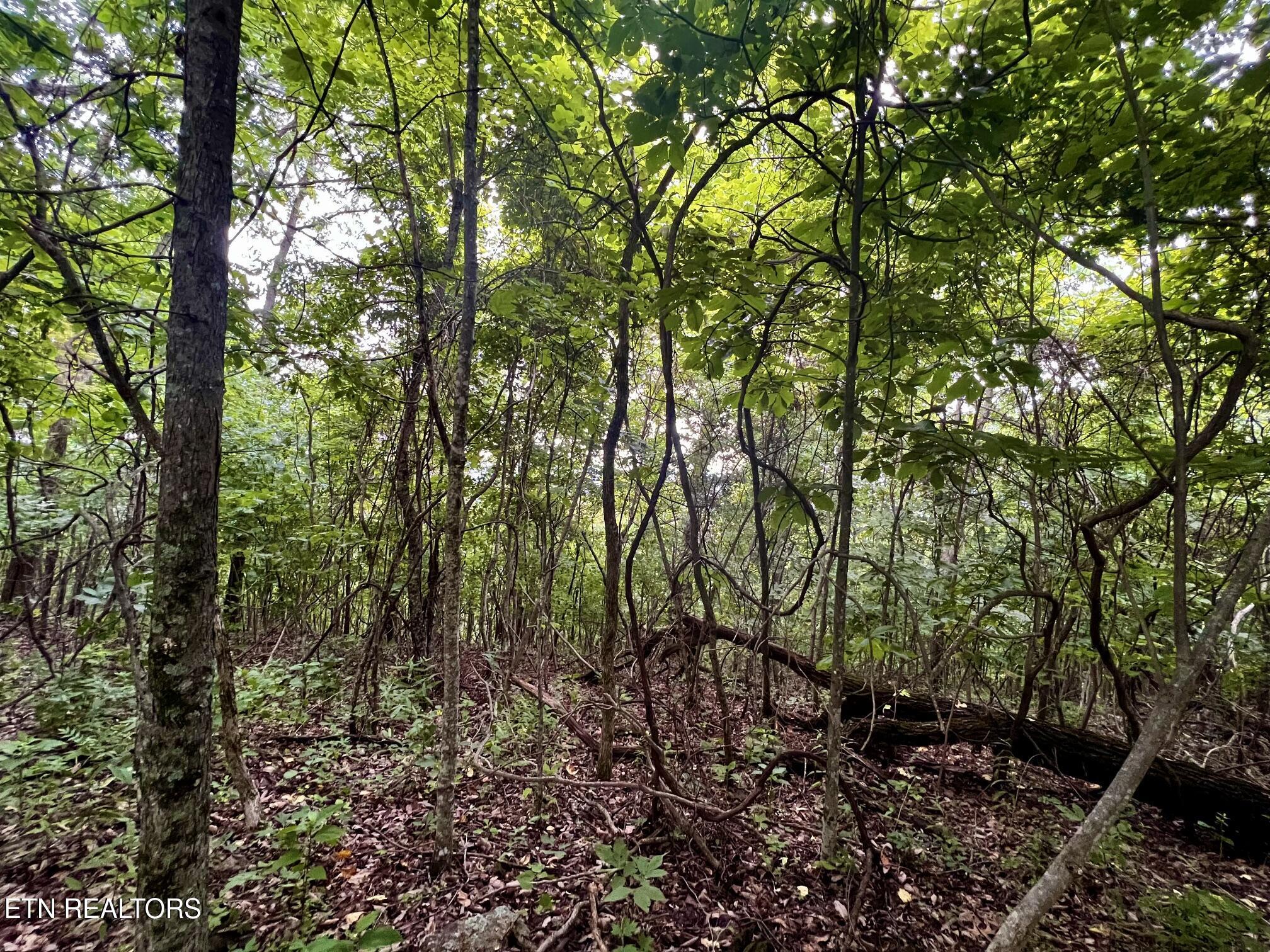 Norris Lake Real Estate - Image# 28