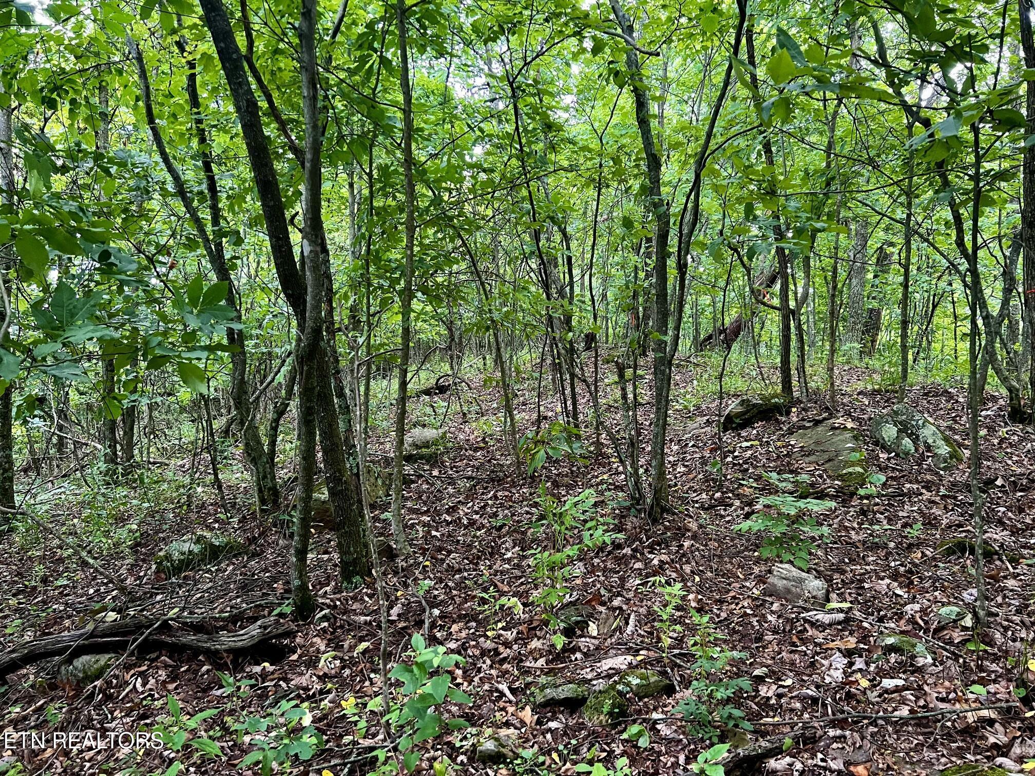 Norris Lake Real Estate - Image# 29