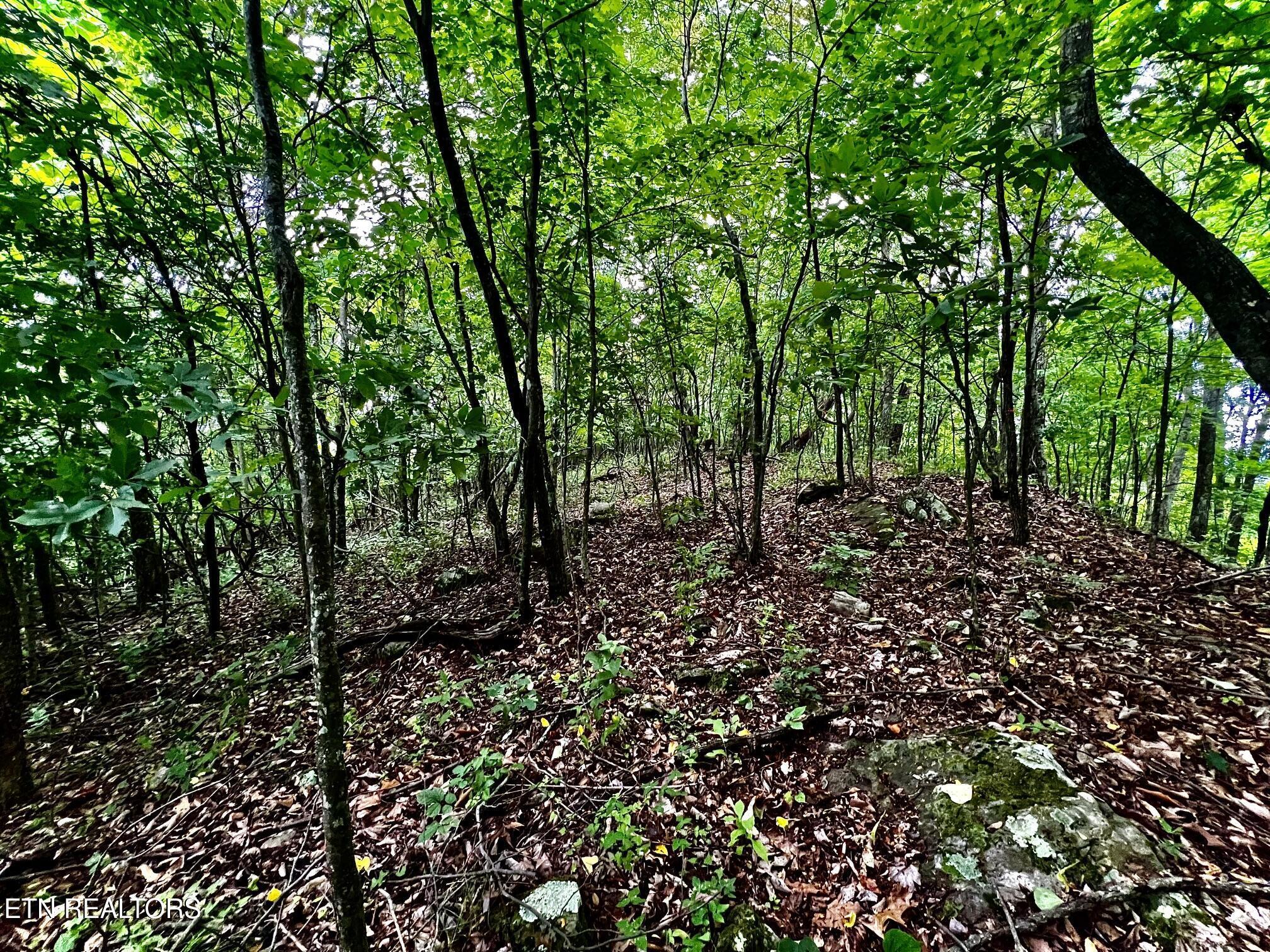 Norris Lake Real Estate - Image# 30