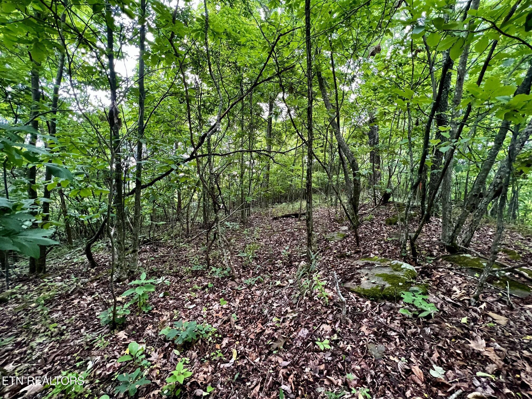 Norris Lake Real Estate - Image# 31