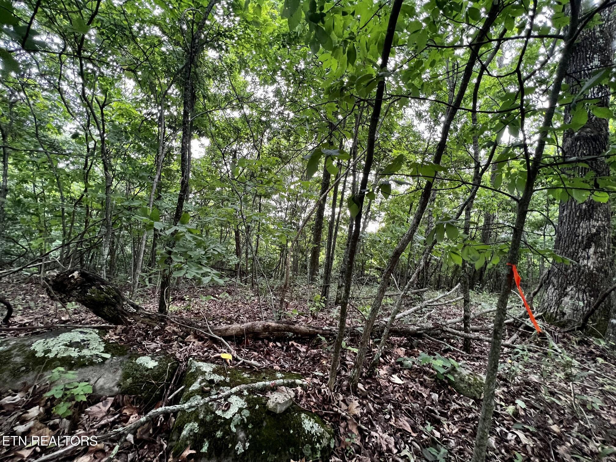 Norris Lake Real Estate - Image# 32