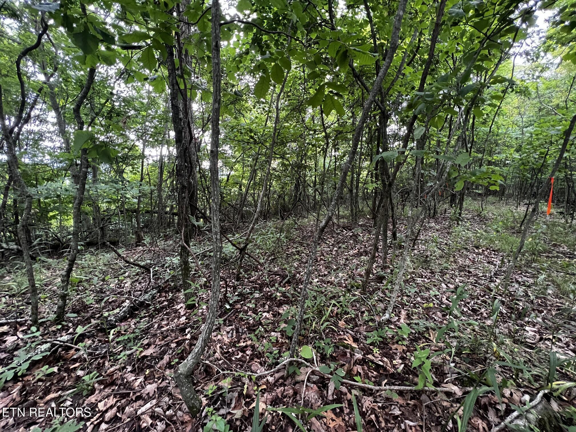 Norris Lake Real Estate - Image# 33