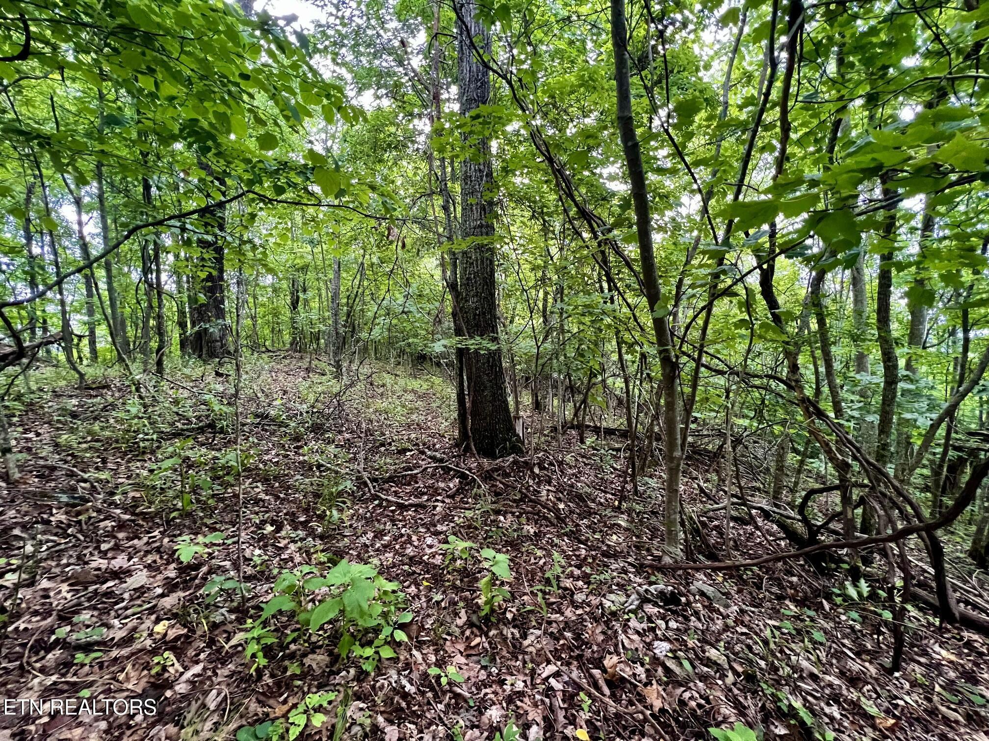 Norris Lake Real Estate - Image# 34