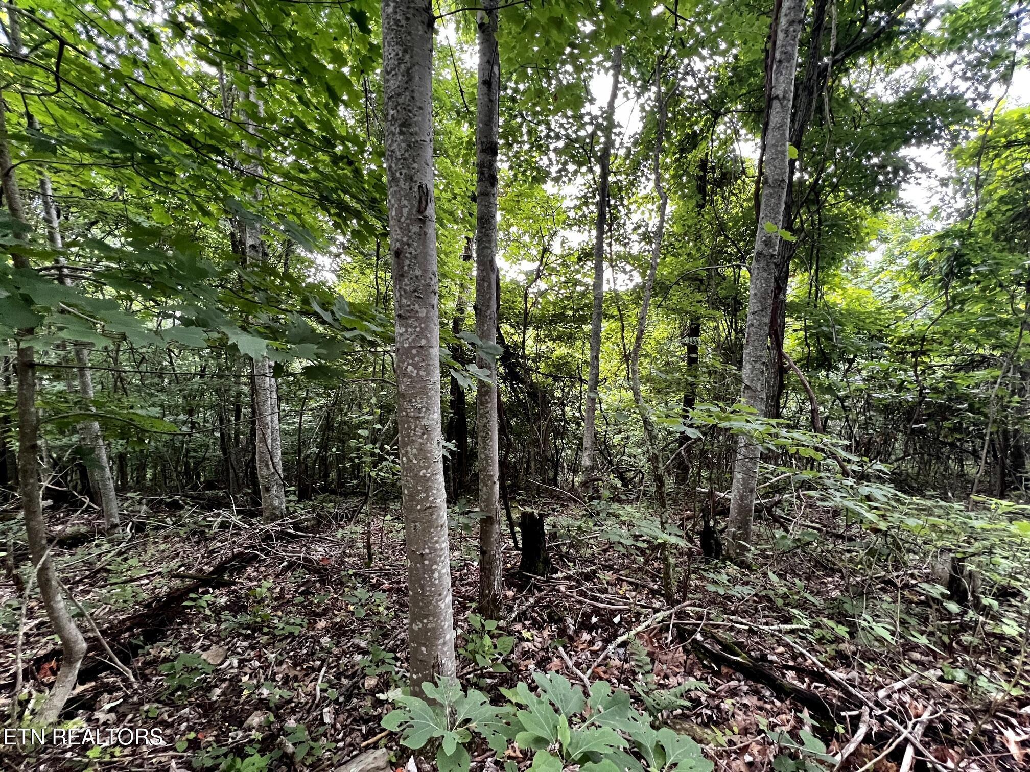 Norris Lake Real Estate - Image# 35