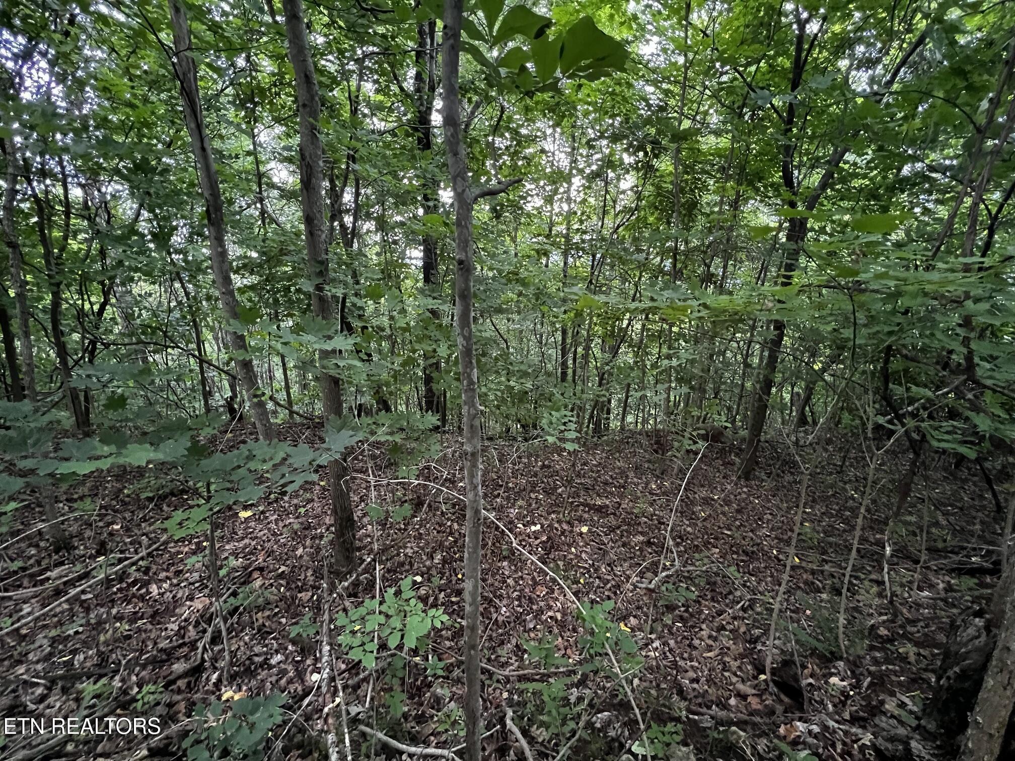 Norris Lake Real Estate - Image# 36