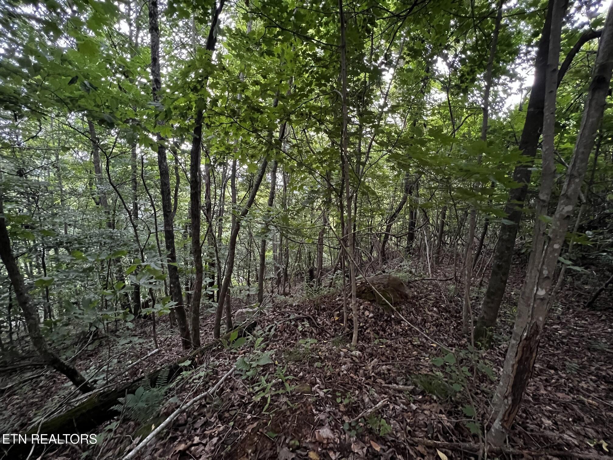 Norris Lake Real Estate - Image# 37