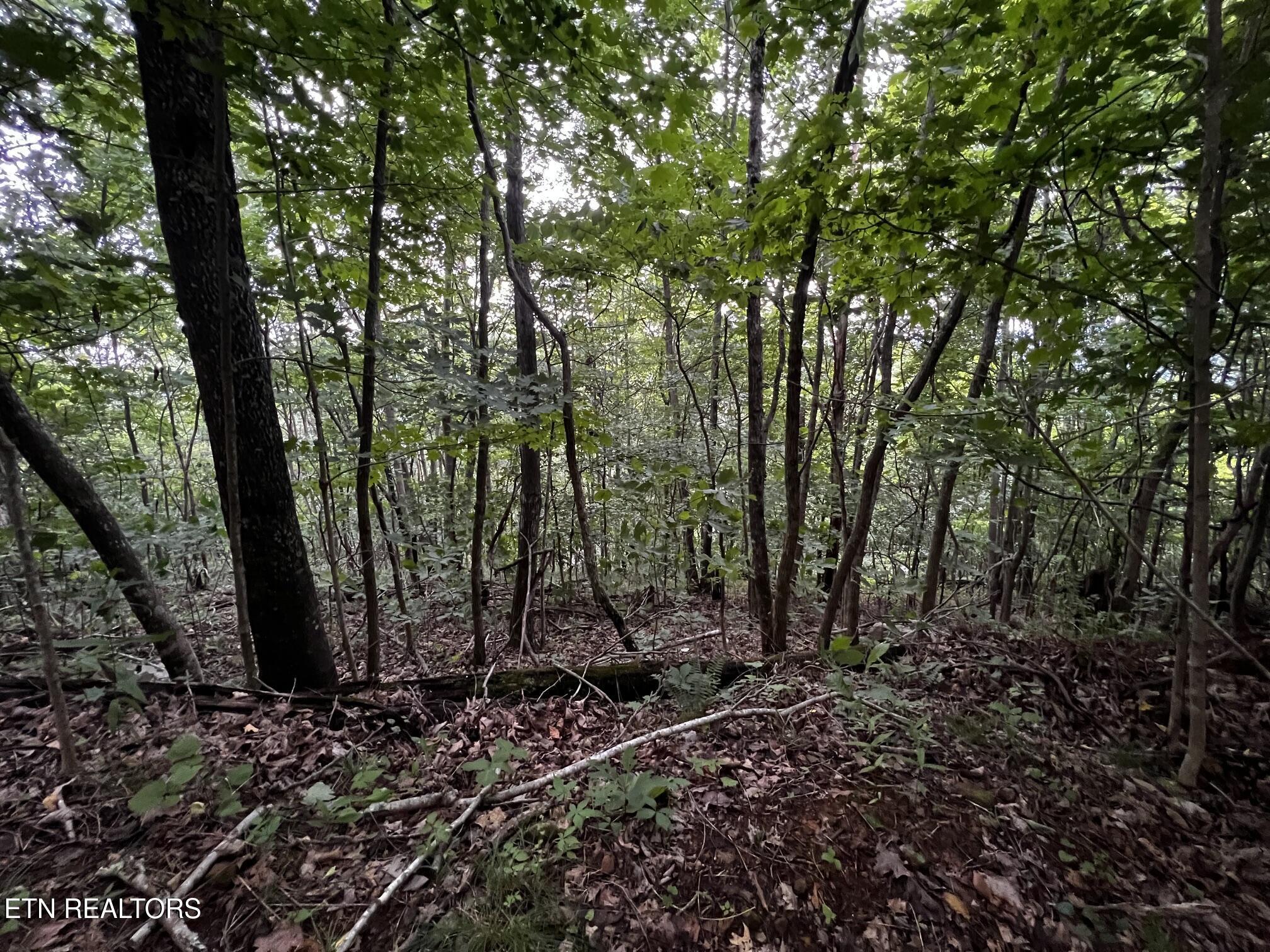 Norris Lake Real Estate - Image# 38