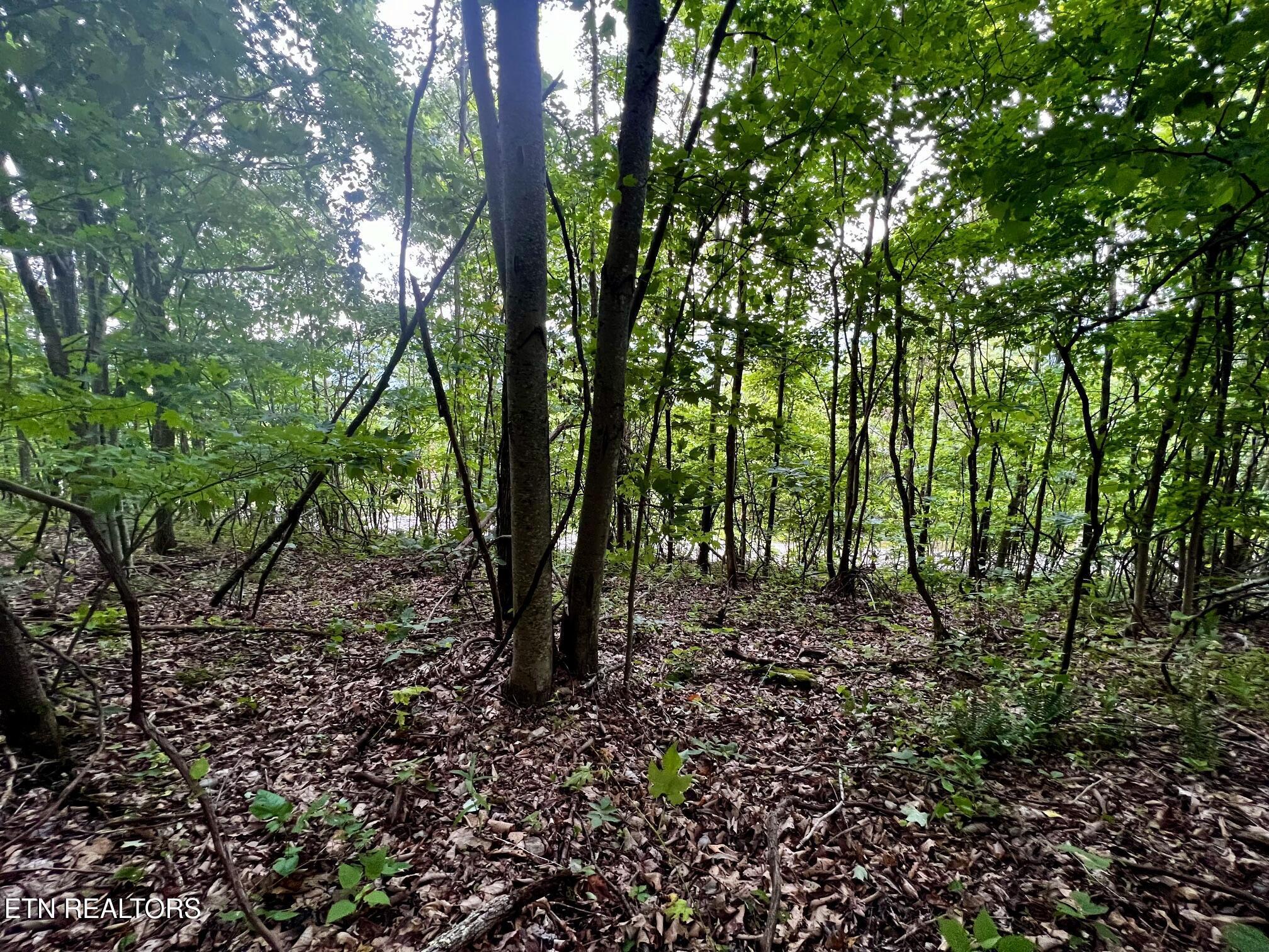 Norris Lake Real Estate - Image# 39