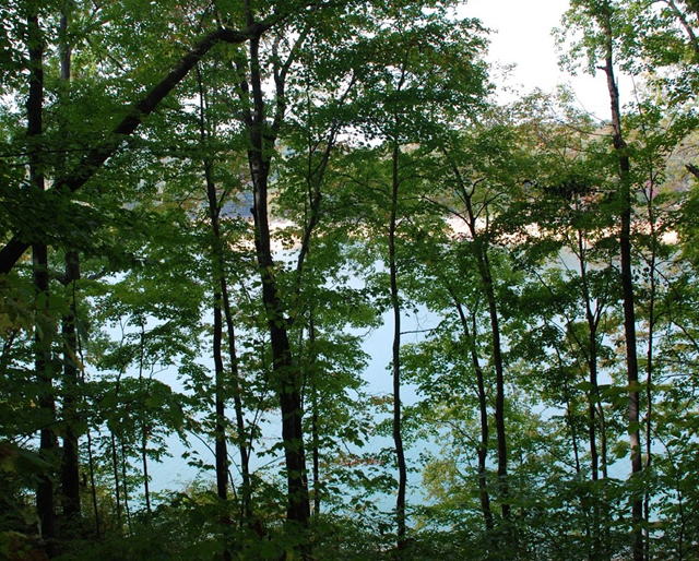Little Cove Creek Homes for Sale Norris lake