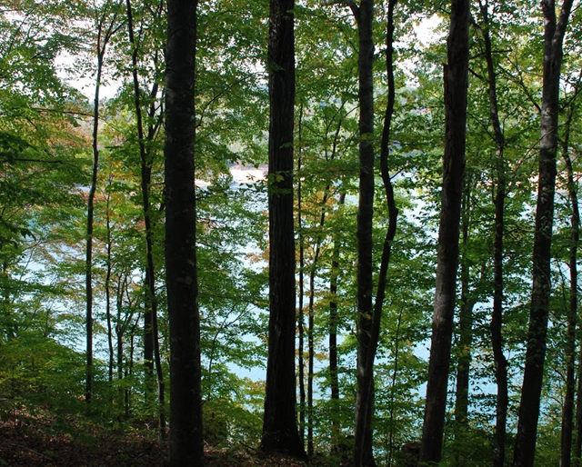 Little Cove Creek Lots for Sale Norris lake