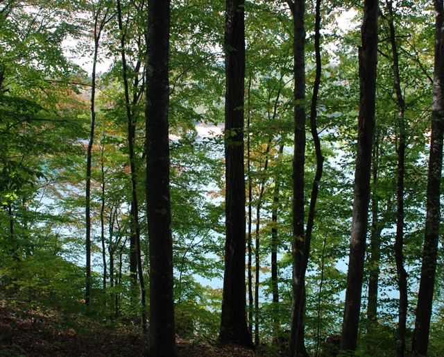 Norris Bend Lots for Sale Norris lake